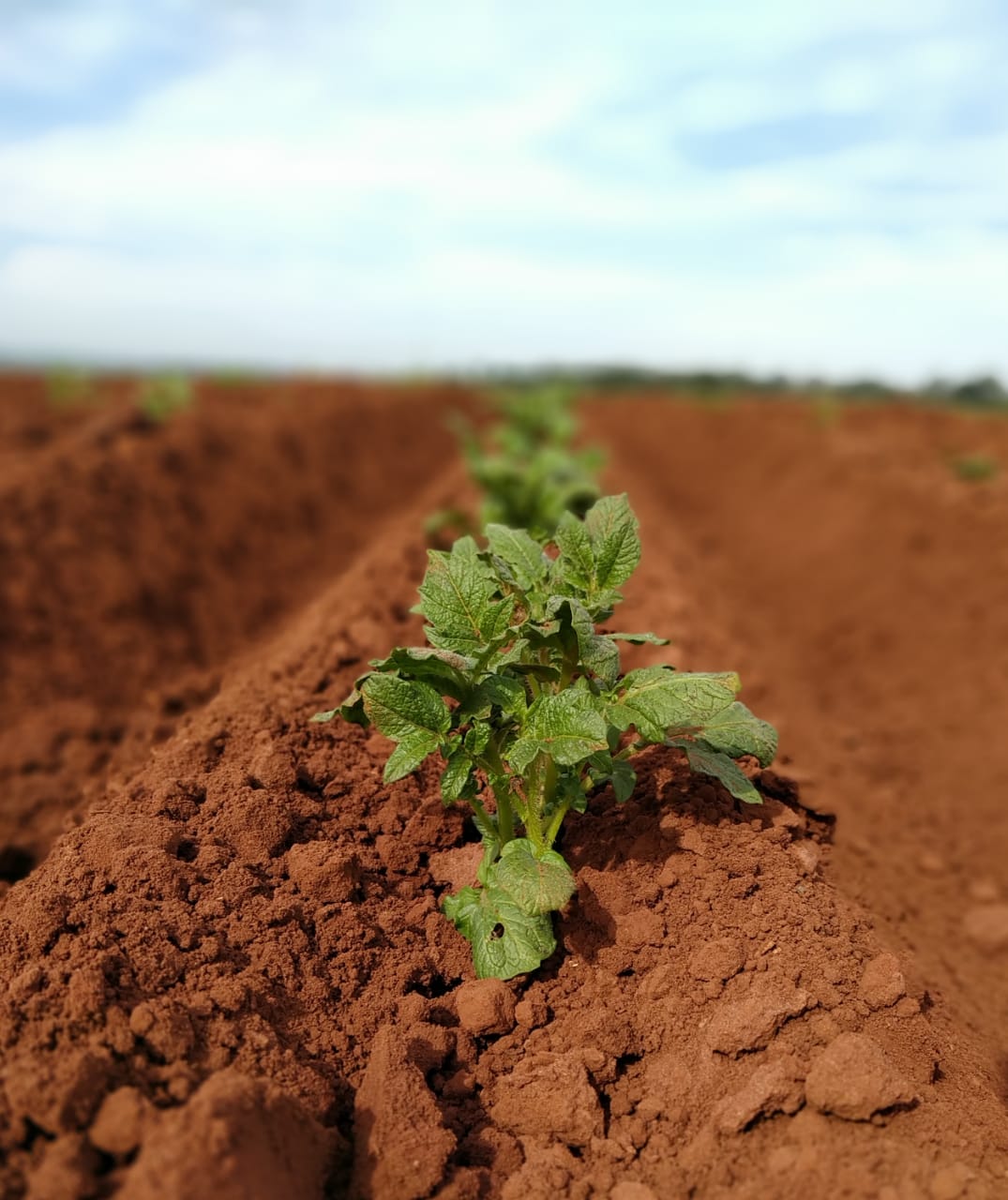 Plantação 8